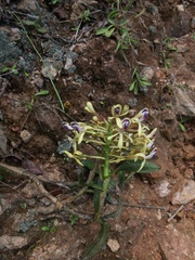 Epidendrum scytocladium
