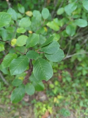 Frangula alnus