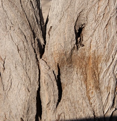 Trachylepis spilogaster