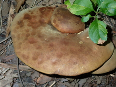 Boletinellus merulioides