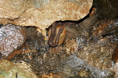 Trachyboa boulengeri