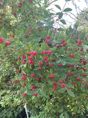 Lonicera