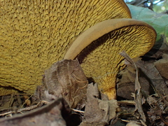 Boletinellus merulioides