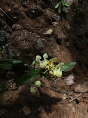 Epidendrum scytocladium