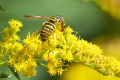 Spilomyia longicornis
