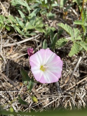 Convolvulus