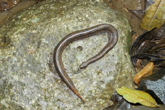 Trachyboa boulengeri