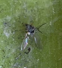 Aphidomorpha
