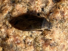 Belostoma flumineum