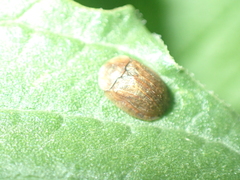 Hypocassida subferruginea