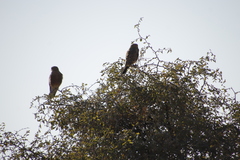 Falco rupicoloides