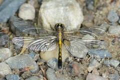 Leucorrhinia