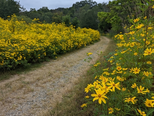 Bidens aristosa iNat (2)