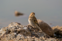 Linaria flavirostris