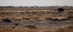 Struthio camelus australis