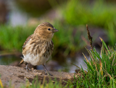 Linaria flavirostris