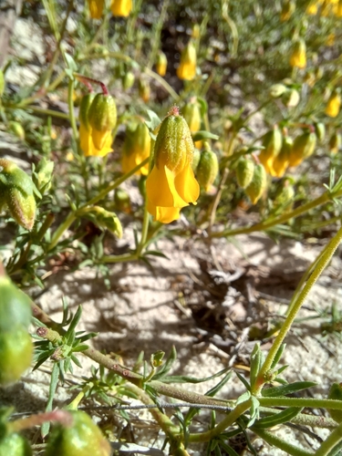 Image of Hermannia pinnata by (c) Danie Palm, some rights reserved (CC BY)
