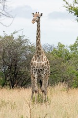 Giraffa camelopardalis