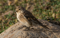 Linaria flavirostris