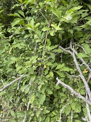 Salix aurita