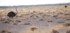 Struthio camelus australis