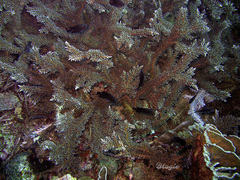 Acropora echinata