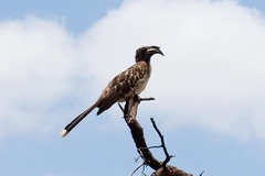 Lophoceros nasutus