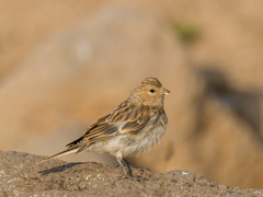Linaria flavirostris
