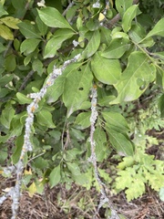 Salix aurita