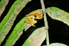 Boana picturata