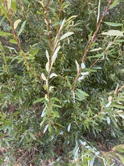 Salix