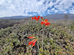Phycella cyrtanthoides