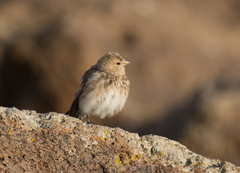 Linaria flavirostris