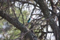 Halcyon senegalensis
