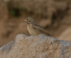 Emberiza hortulana
