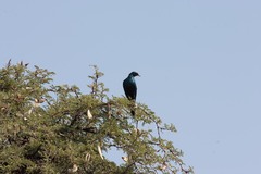 Lamprotornis australis