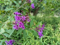 Vernonia gigantea