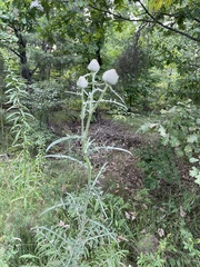 Cirsium decussatum