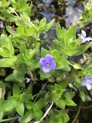 Bacopa caroliniana