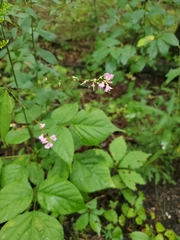 Hylodesmum glutinosum