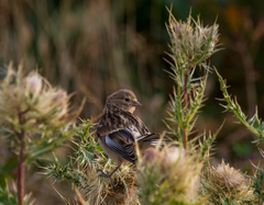 Linaria flavirostris