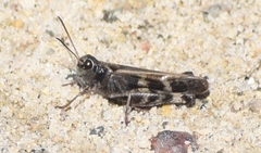 Encoptolophus costalis