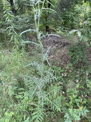 Cirsium decussatum
