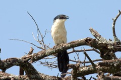 Centropus superciliosus burchellii