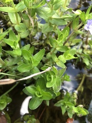 Bacopa caroliniana