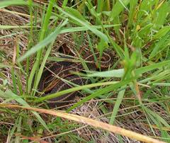 Thamnophis ordinoides