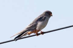 Falco amurensis