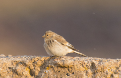 Linaria flavirostris