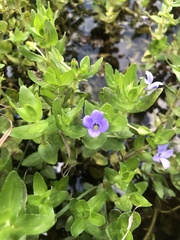 Bacopa caroliniana