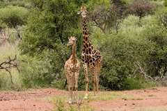 Giraffa camelopardalis giraffa